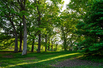 Scenic Springtime Landscape of Green Woodland and Green Grass with Sunlight Shining Through Trees
