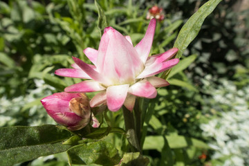 colorful summer flowers