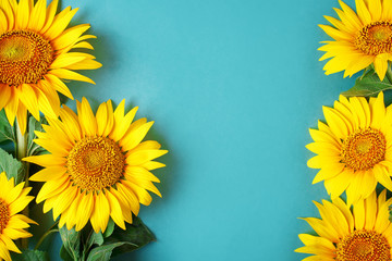 Beautiful sunflowers on blue background. View from above. Background with copy space.