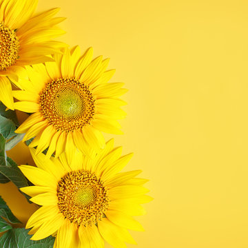 Beautiful sunflowers on yellow background.View from above. Background with copy space.