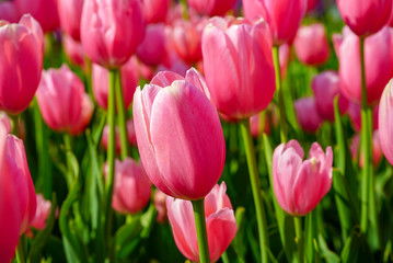 Many Pink Tulips Background