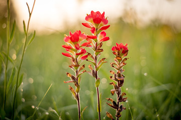 Three flowers at sunrise