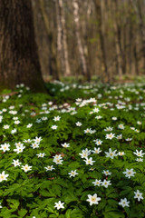 Anemone nemorosa flower in the forest in the sunny day. Wood anemone, windflower, thimbleweed. Fabulous green forest with white flowers. Beautiful summer forest landscape.