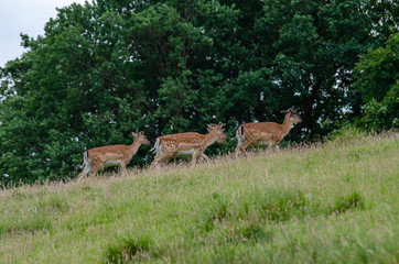 Dears living peacely in Haderslev, Denmark