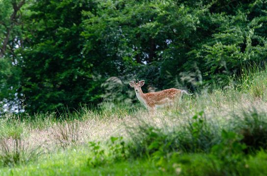 Fototapeta Dears living peacely in Haderslev, Denmark