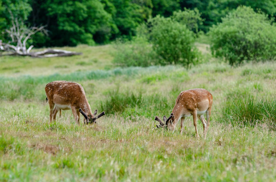 Dears living peacely in Haderslev, Denmark