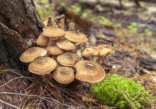 Honey Fungus, Armillaria Mellea