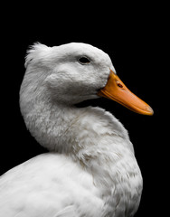 Duck Black and White