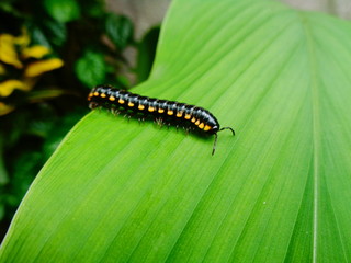 insect nature macro image beauty