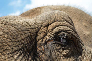 Fototapeta premium Elephant's Eye
