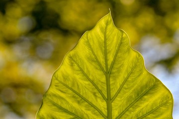 Obraz premium Extreme Closeup of a Lime Green Leaf and Bokeh Background