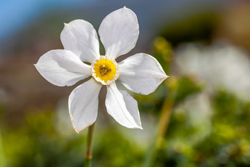 White flower (Narcisus poeticus) in the garden