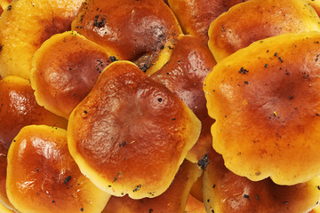 Grown in the forest mushrooms, flammulina velutipes, also known as enoki and enokitake or velvet foot