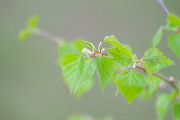 Branch of birch with leaves in spring
