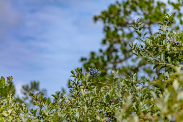 Blueberry Bushes Farm with Clouds / Sky