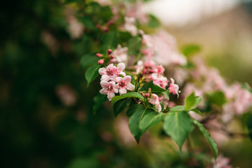 Flowering spring tree