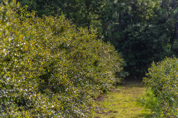 Blueberry Bushes Farm Rows