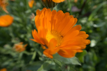 bright colorful summer flowers