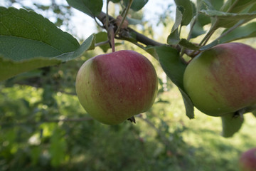 green apples on a tree