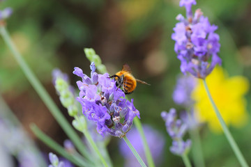 Il bombo sulla lavanda