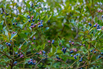 Fresh Blueberry Bushes Farm