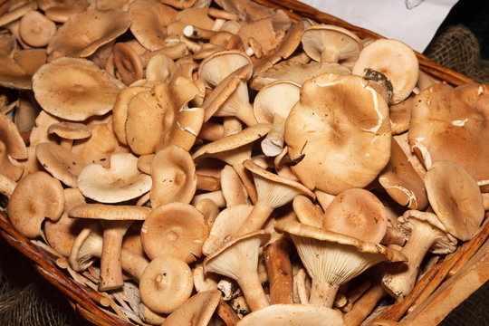 funghi saprofiti colibbia strobilurus