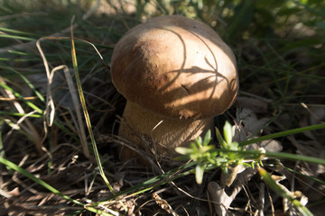 white fungus in a summer forest