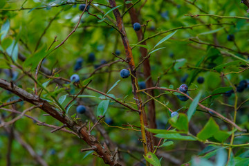 Fresh Blueberry Bushes Farm