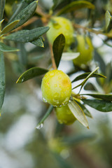 Green Olives Tree in orchard after rain -  ready to harvest crop for olive oil production. 