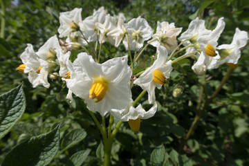 bright colorful summer flowers