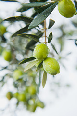 Green Olives Tree in orchard after rain -  ready to harvest crop for olive oil production. 