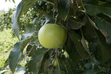 green apples on a branch