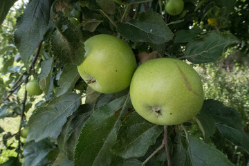 green apples on a branch