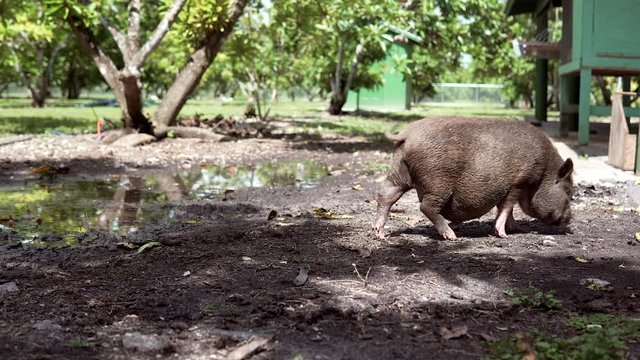 A pig resting in the mud at a farm.