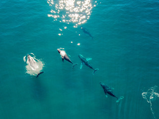 A pod of humpback whales from an aerial view 