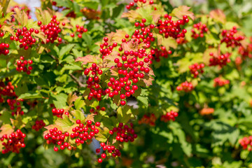 Obraz premium Bush a guelder rose with red berries on a summer sunny day, background_