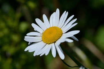 Camomile daisy flowers