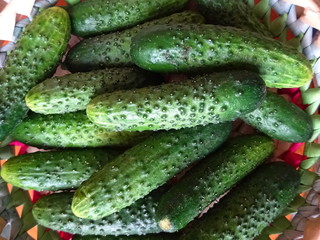 Natural and fresh green cucumbers