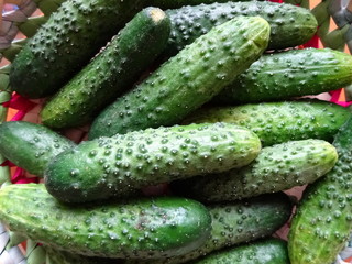 Natural and fresh green cucumbers