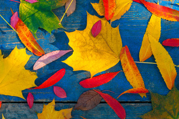 Colorful autumn leaves on blue scuffed boards. Maple leaves on a blue background as an autumn concept.
