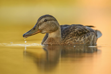 Mallard - Anas platyrhynchos, common water bird from European rivers and lakes.