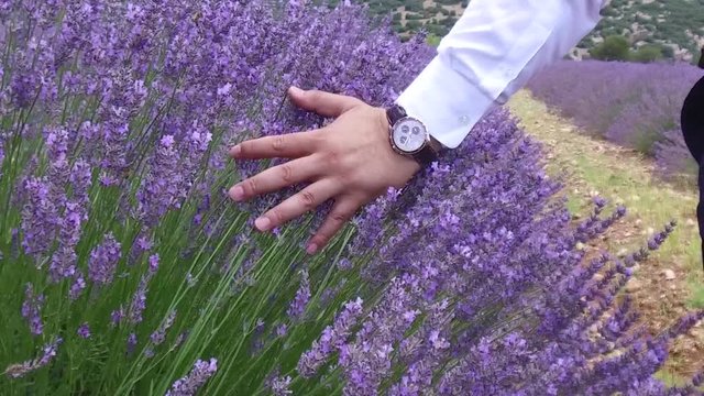 Muhteşem Lavantaları Hissetmek