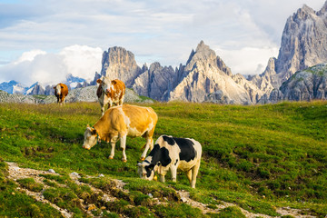 Fototapeta na wymiar Cows on the Alpine meadow at sanlit