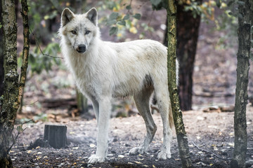 Arktischer Wolf im Wald