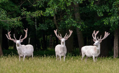 Naklejka na ściany i meble Three majestic white deers in the game reserve, forest in the background