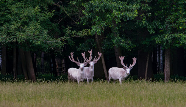 Fototapeta Three majestic white deers in the game reserve, forest in the backgroung
