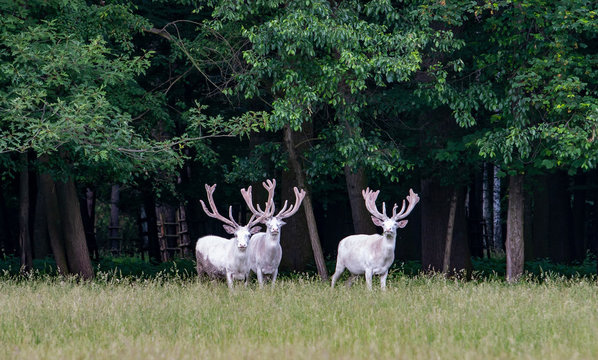 Fototapeta Three majestic white deers in the game reserve, forest in the backgroung