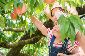 フルーツ狩りをする子供