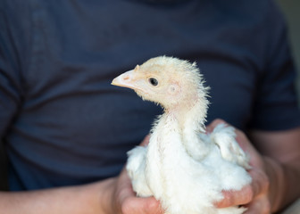 Junges Puten Küken schaut nach links,