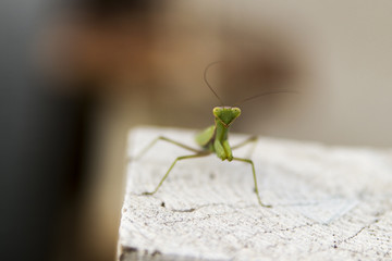 Praying Mantis on hunt for food